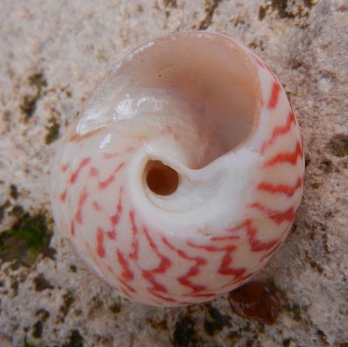 Turban Topshell