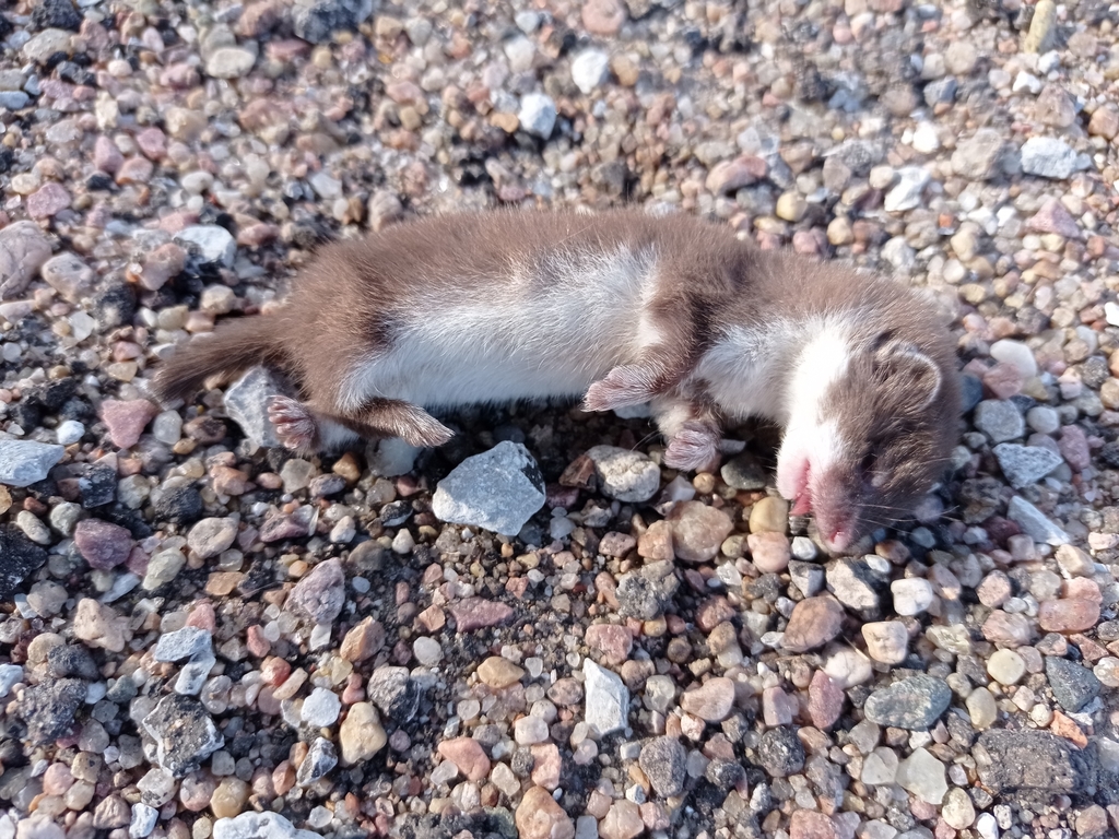 Plains Least Weasel