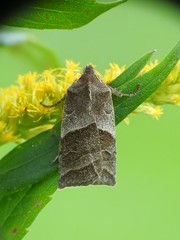 Eupsilia devia