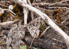 Dichromodes diffusaria