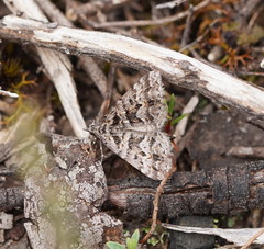Dichromodes diffusaria