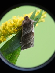 Eupsilia devia