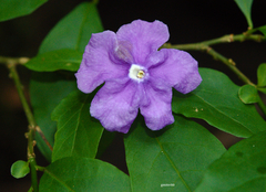 Brunfelsia australis