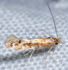 Bucculatrix quadrigemina