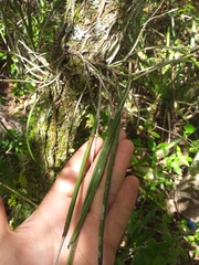 Brassavola tuberculata