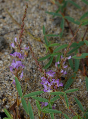 Aphyllodium biarticulatum