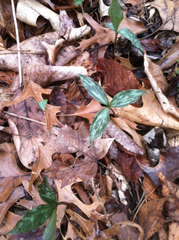 Trillium recurvatum