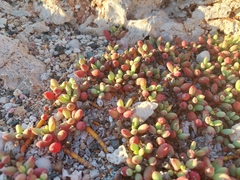 Sesuvium microphyllum