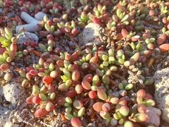 Sesuvium microphyllum