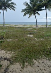 Aphyllodium biarticulatum