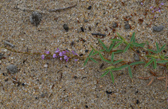 Aphyllodium biarticulatum