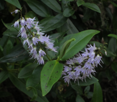 Veronica ligustrifolia