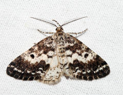 Eufidonia discospilata