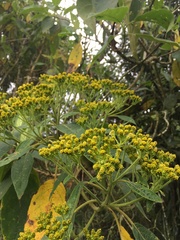 Verbesina arborea