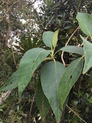 Verbesina arborea