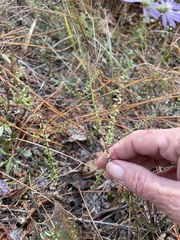 Symphyotrichum walteri