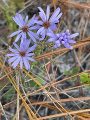 Symphyotrichum walteri