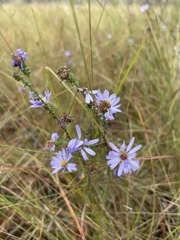 Symphyotrichum walteri