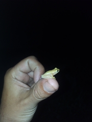 Dendropsophus sanborni