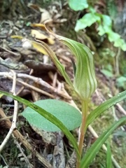 Pterostylis irwinii