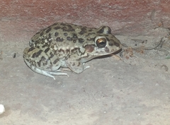 Leptodactylus bufonius