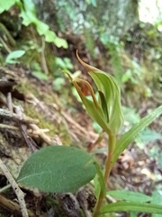 Pterostylis irwinii