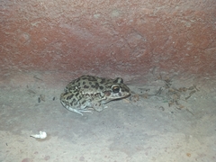 Leptodactylus bufonius