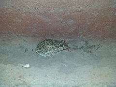 Leptodactylus bufonius