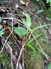 Pterostylis irwinii