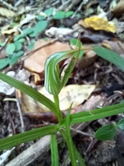 Pterostylis irwinii