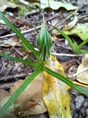 Pterostylis irwinii