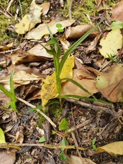 Pterostylis irwinii
