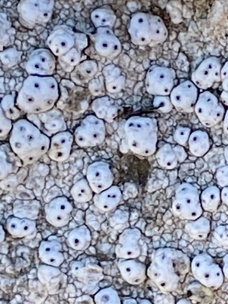 California Pore Lichen