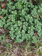 Veronica persica
