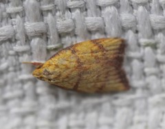 Pycnozancla acribes