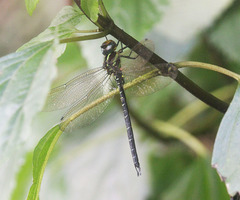 Planaeschna intersedens