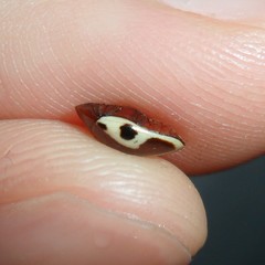 Chelonarium ornatum