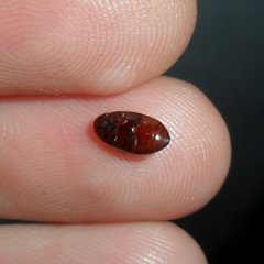 Chelonarium ornatum
