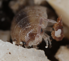 Porcellio gallicus