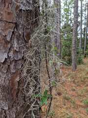 Tillandsia usneoides