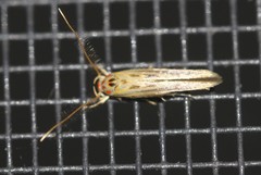 Stathmopoda rubripicta