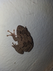 Scinax acuminatus