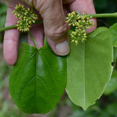 Cissus hastata