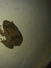 Scinax acuminatus