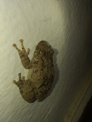 Scinax acuminatus