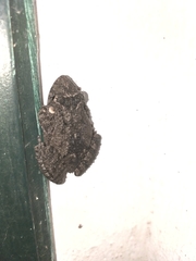 Scinax acuminatus