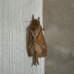 Schaefferiana epigramma