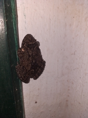 Scinax acuminatus
