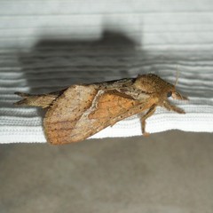 Schaefferiana epigramma