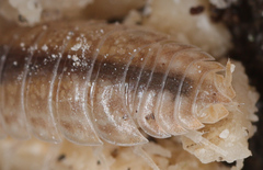 Porcellio gallicus